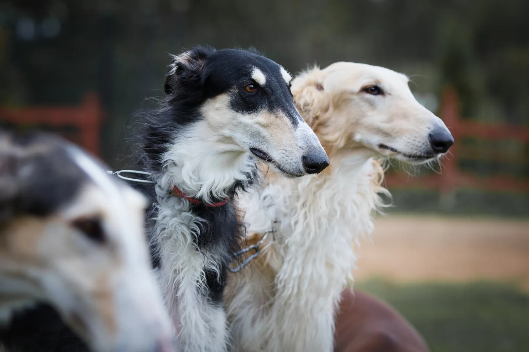 Borzoi with its long narrow muzzle and wavy coat