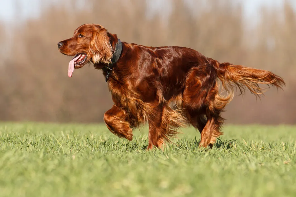 Irish Red Setter walking on green grass in an outdoor field.