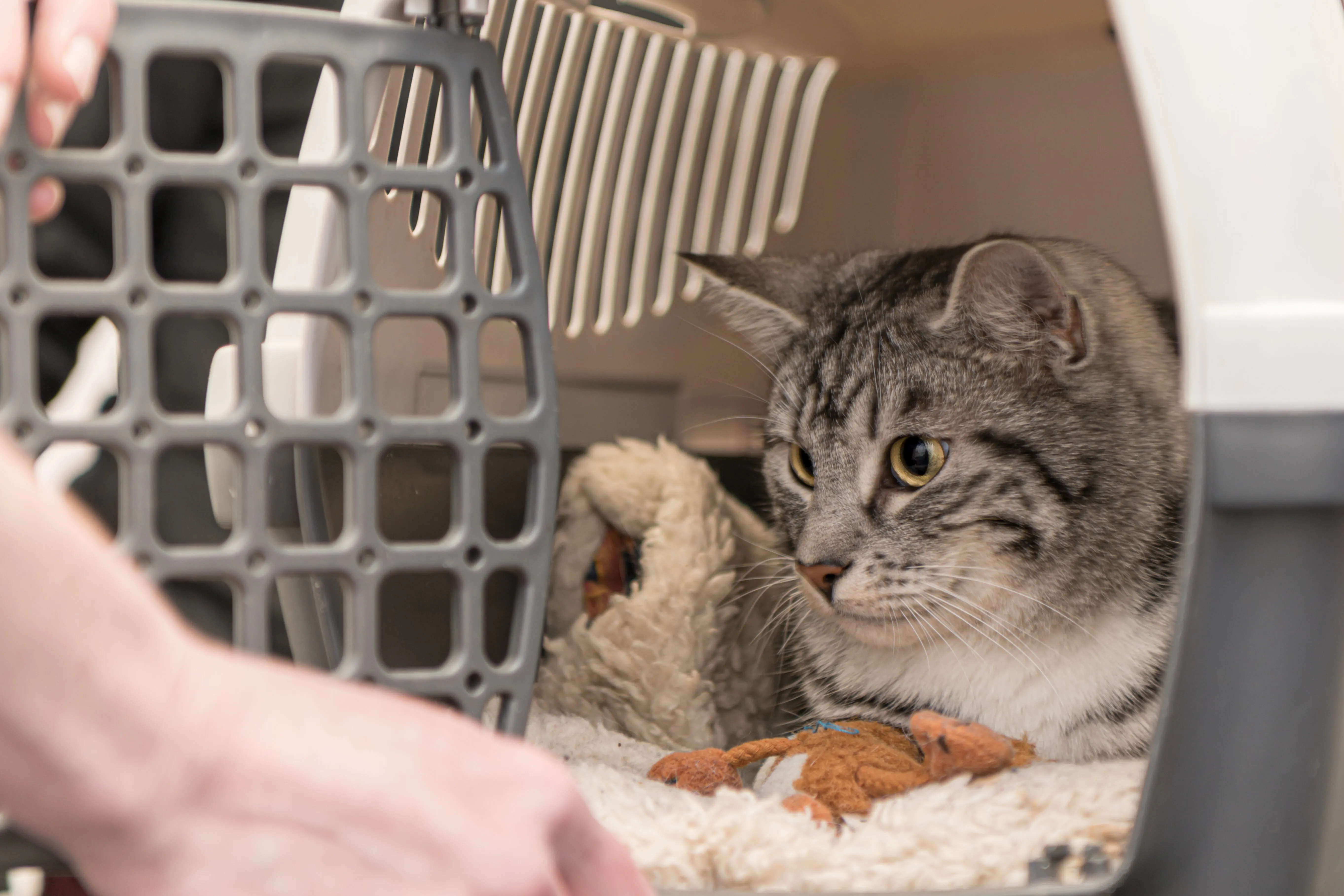 Cat lying inside a padded pet carrier while a person prepares to close the carrier door.