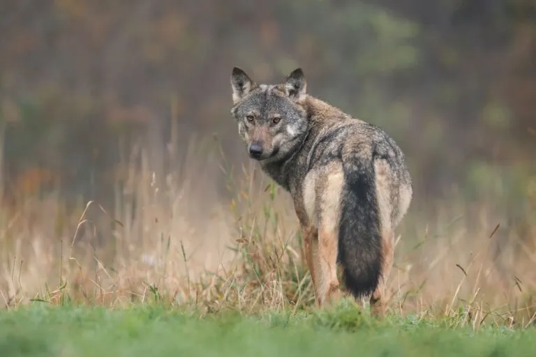 Wild wolf standing in a grassy field and looking back toward the camera.