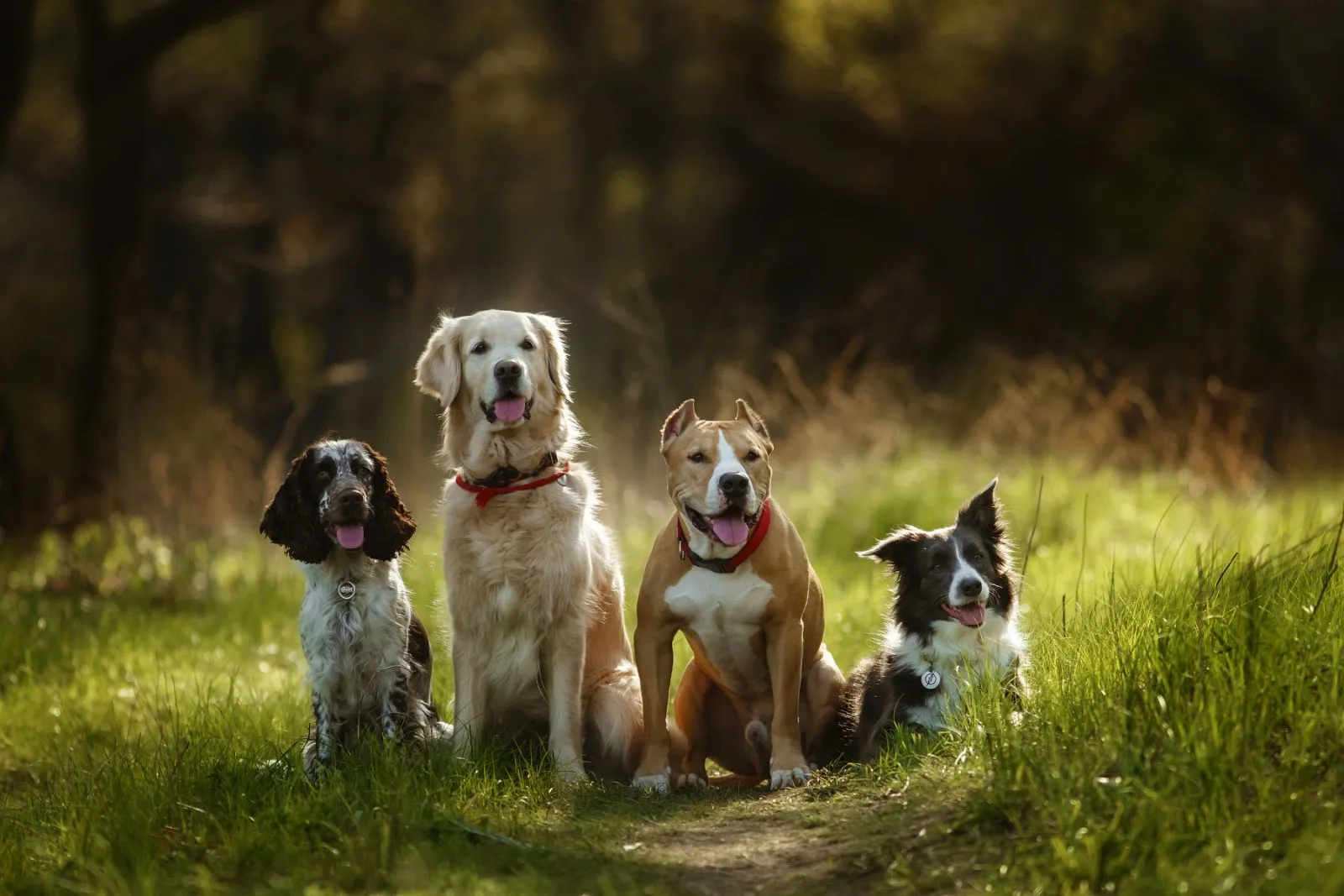 Four different dog breeds sitting on a grassy woodland path.
