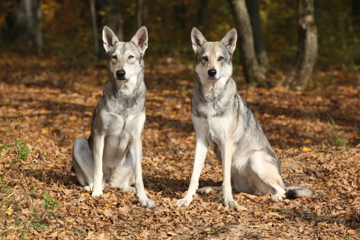 Two Saarloos Wolfdogs sitting on autumn leaves in a forest setting.