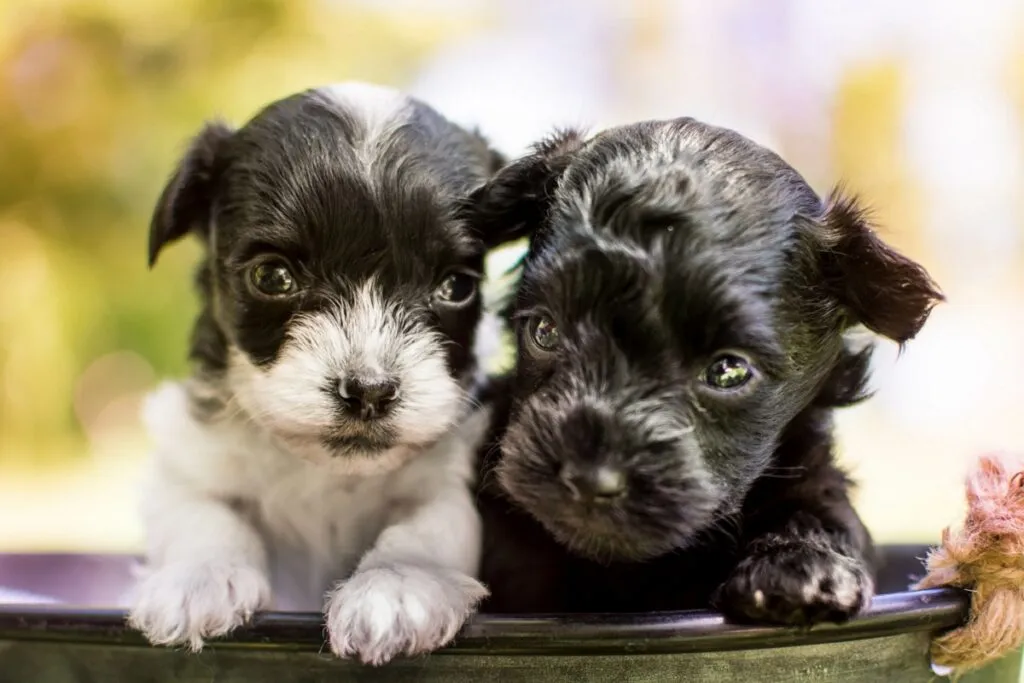 Every yorkiepoo puppy is a surprise