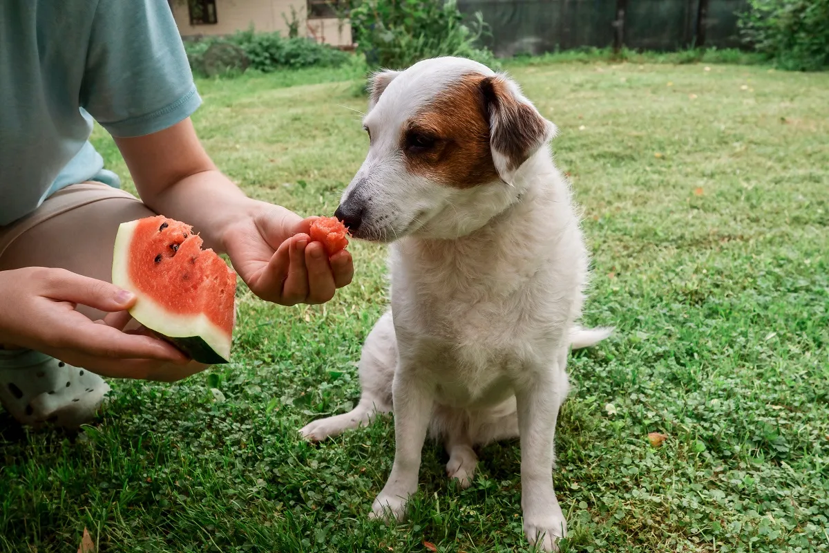 Dog sitting on grass while a person offers a small piece of watermelon.