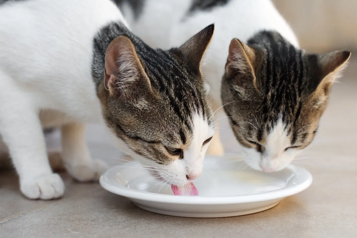 Two cats drinking from a shallow plate of milk.