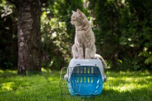 9 Tips for Finding the Perfect Cat Carrier