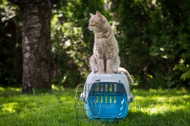 Cat sitting on top of a blue and white pet carrier in a sunny garden.
