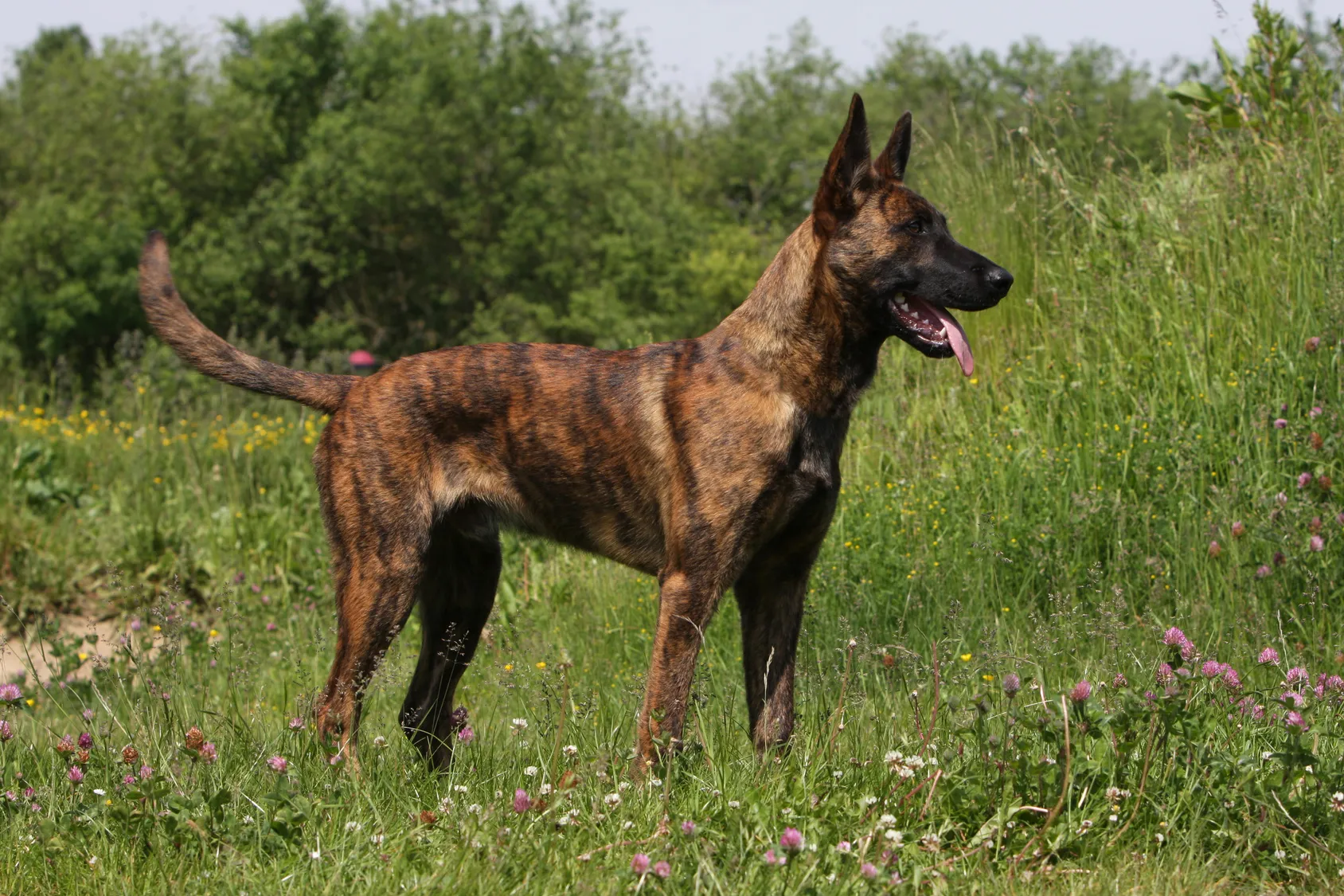 Dutch Shepherd, a rare and loyal companion dog breed