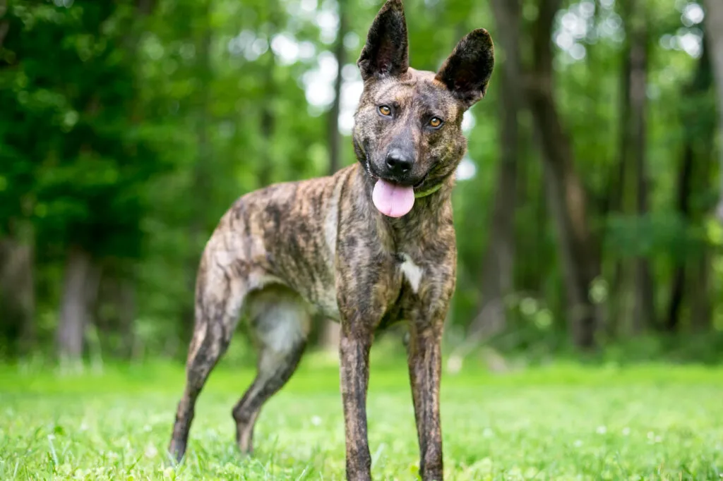 Dutch Shepherd Dog with distinctive brindle coat standing outdoors