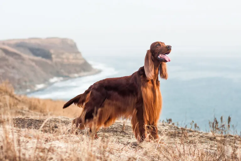 Irish Red Setter standing on a coastal hillside with the sea in the background