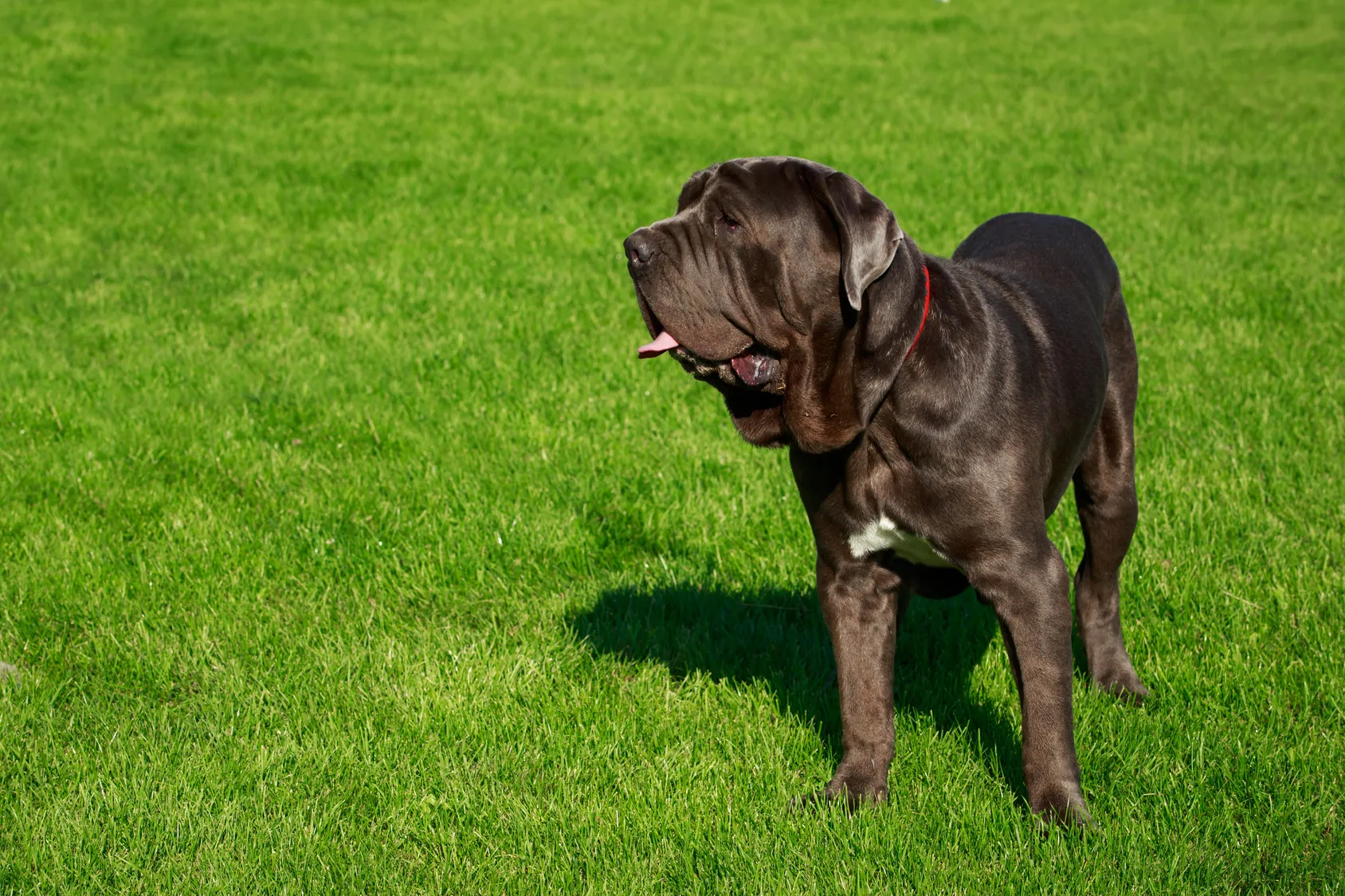 Neapolitan Mastiff guiding the house
