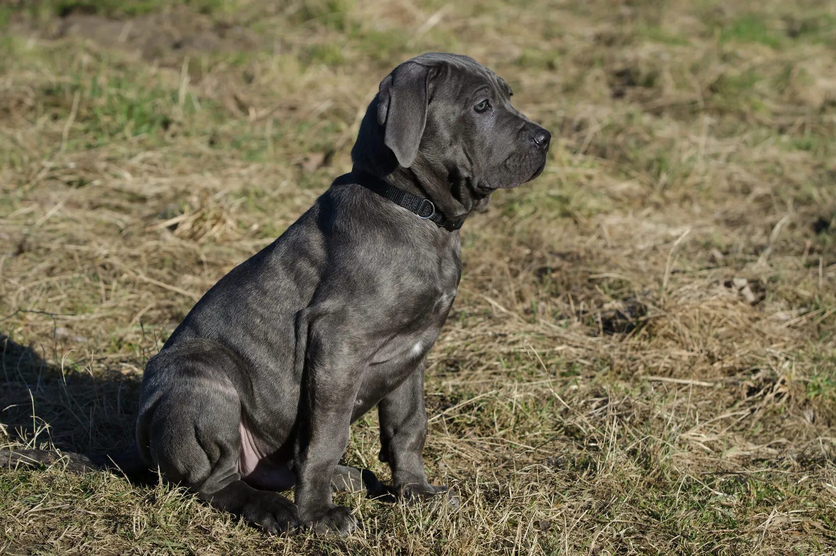Neapolitan Mastiff is prone to health problems