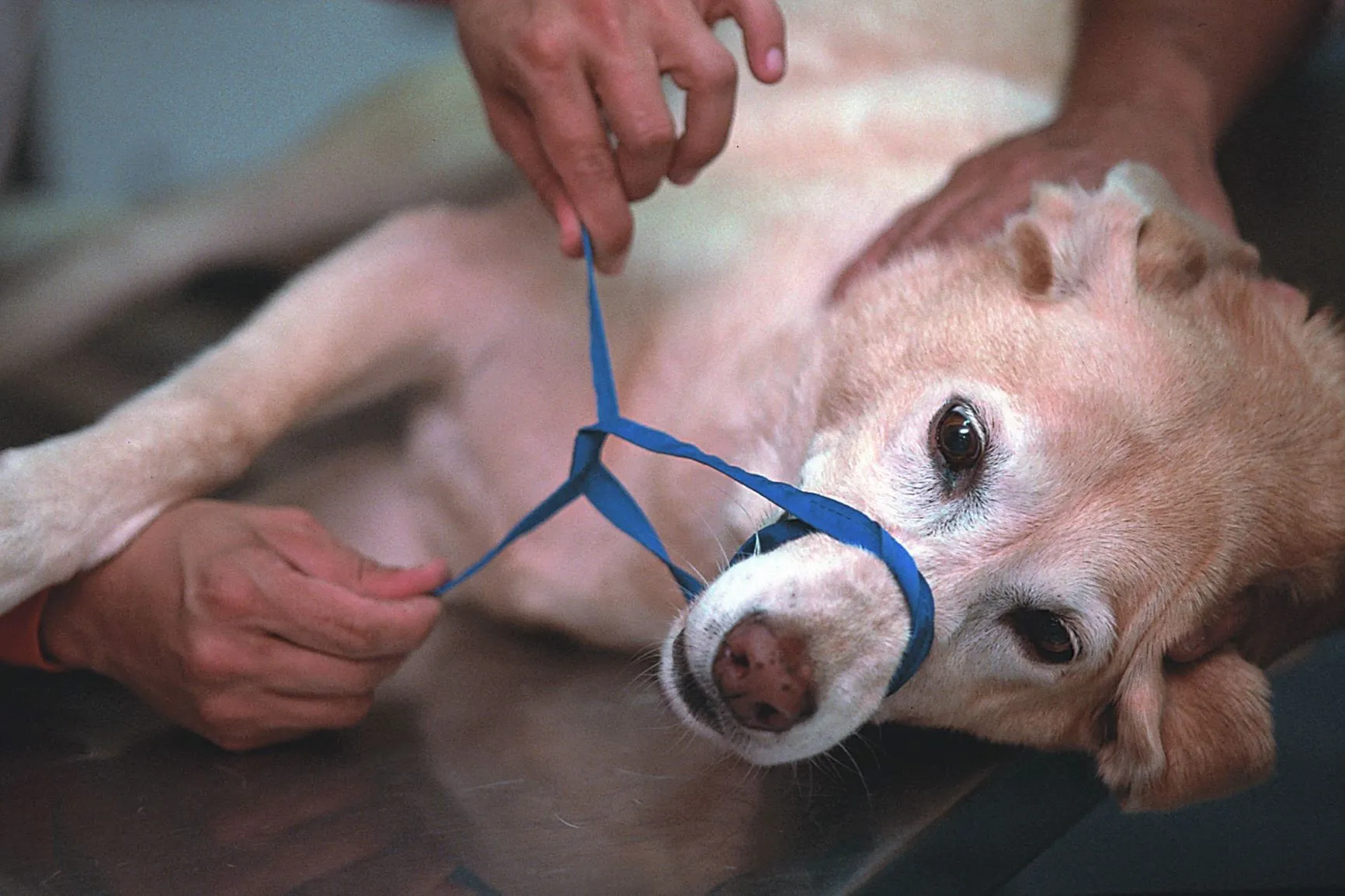 Dogs can be in a lot of pain after a bee sting