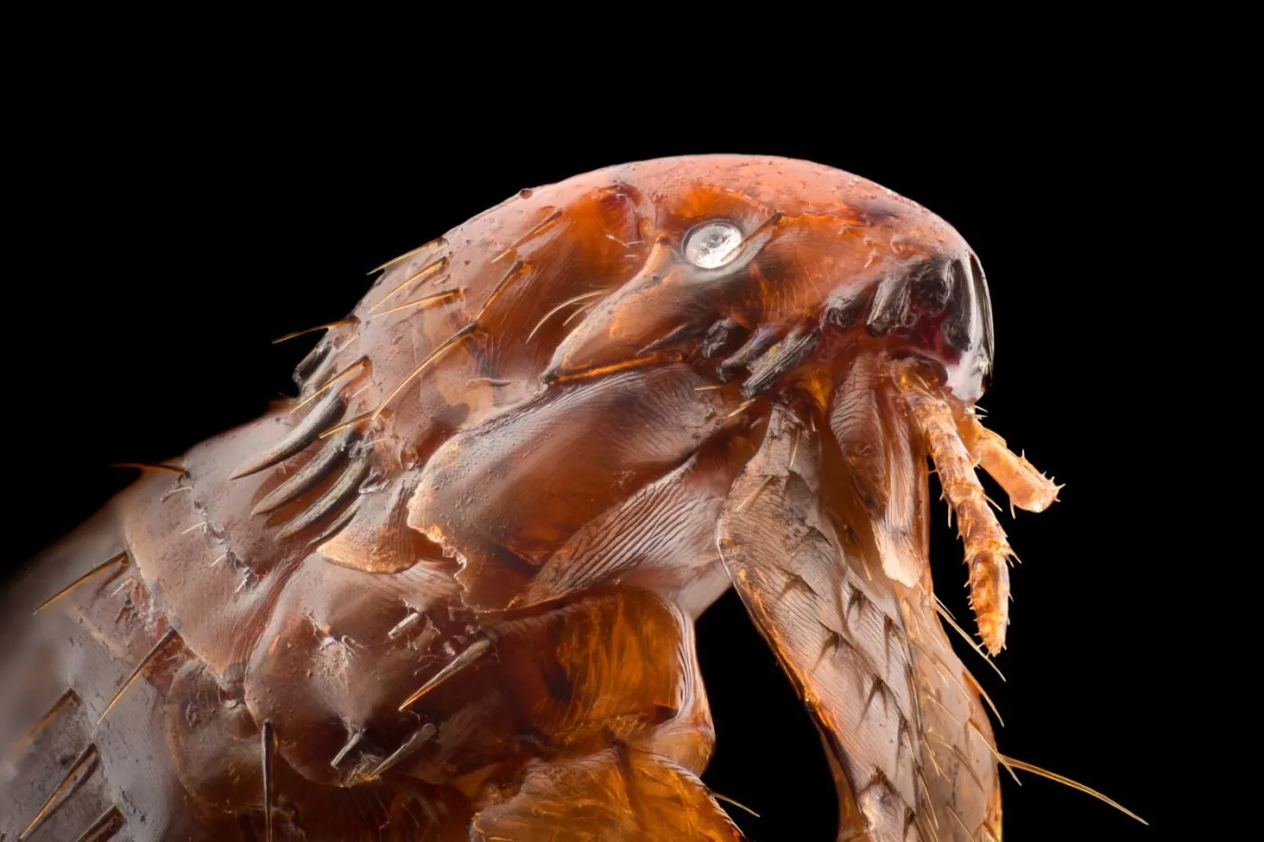 How fleas look under the microscope
