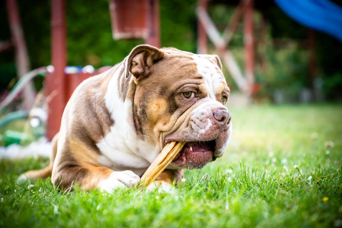 Old English Bulldog Eating