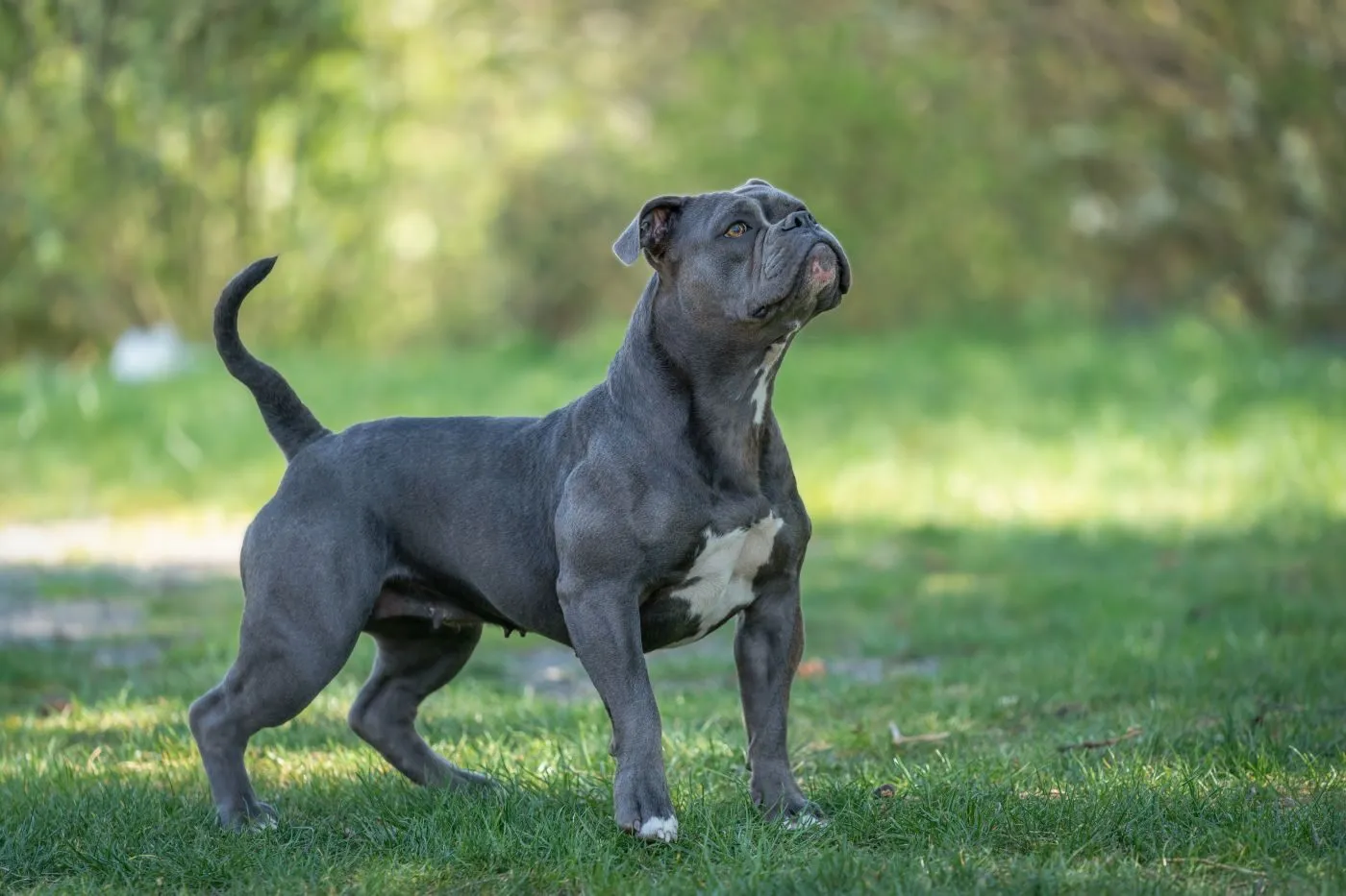 Old English bulldog on a field