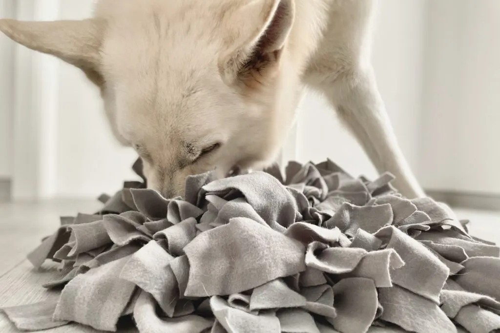 Dog games with a snuffle mat