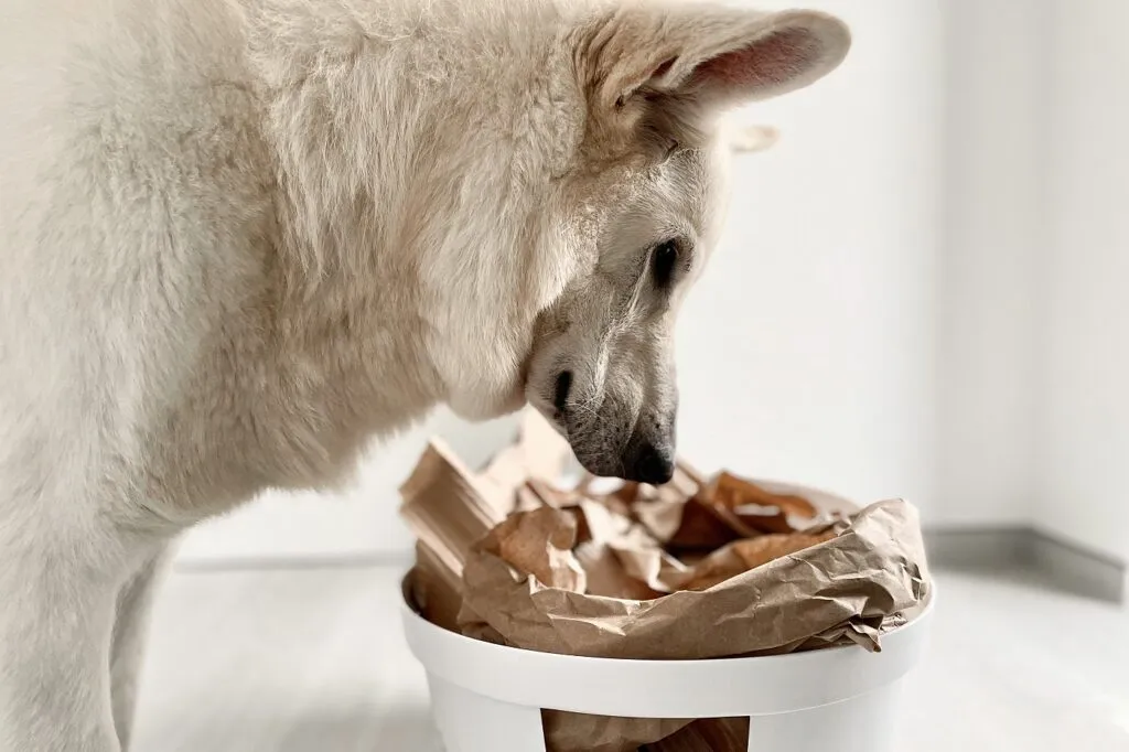 Scent games for your dog