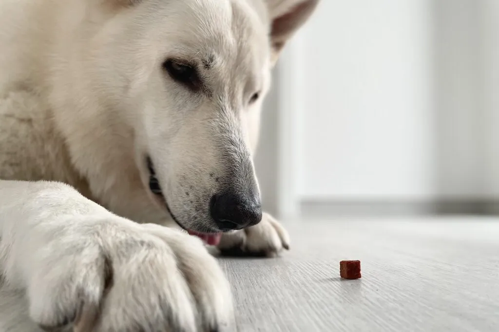 Scent games for your dog