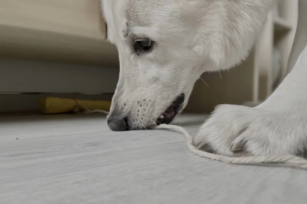 Brain game for your dog