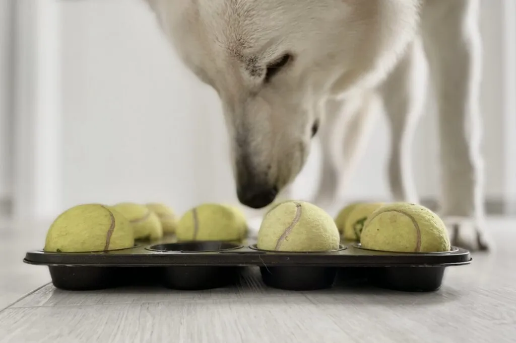 DIY dog brain game with the muffin tin