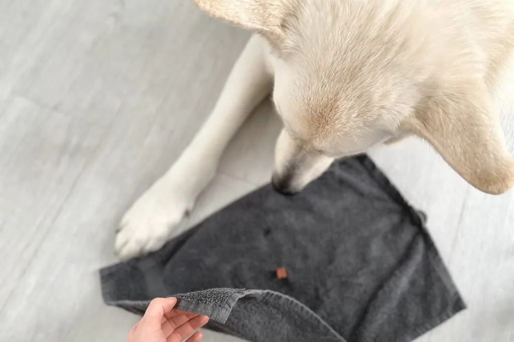 Towel game with your dog