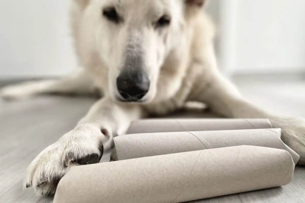 Brain game with paper roll for your dog