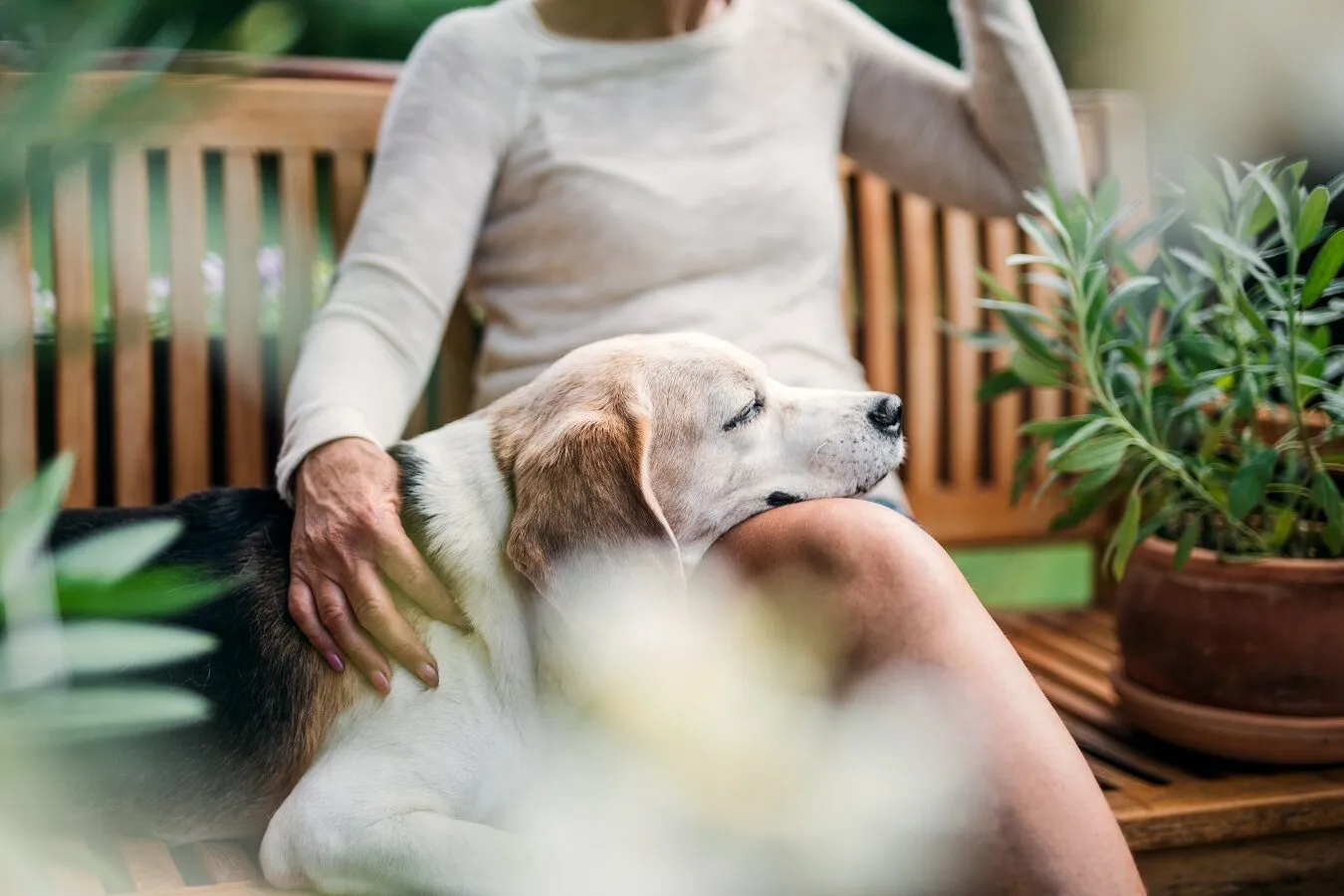 How to calculate a dog's age