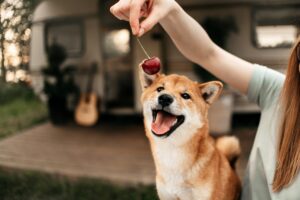 Can Dogs Eat Cherries?