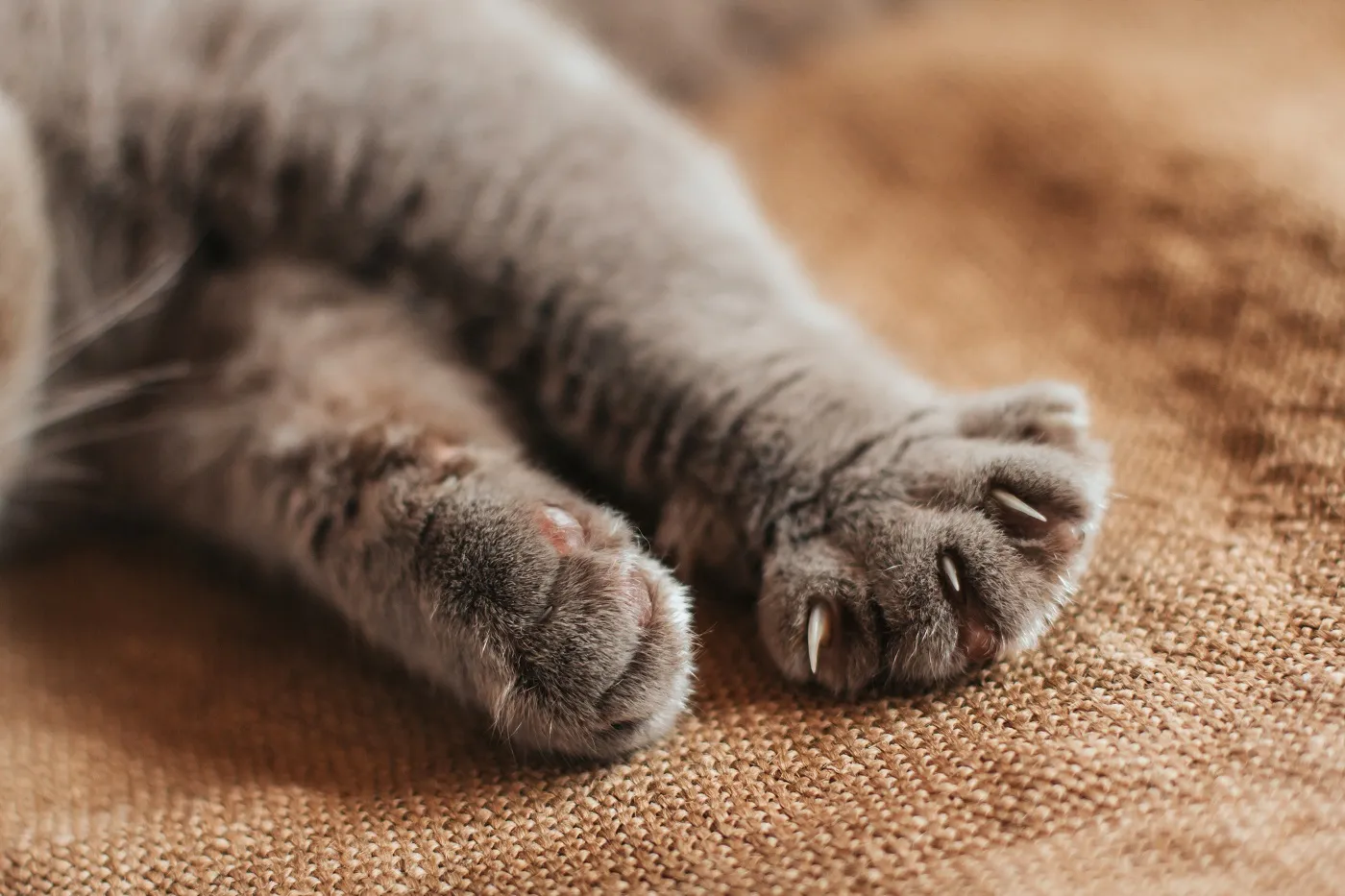 A usual cat paw has five toes