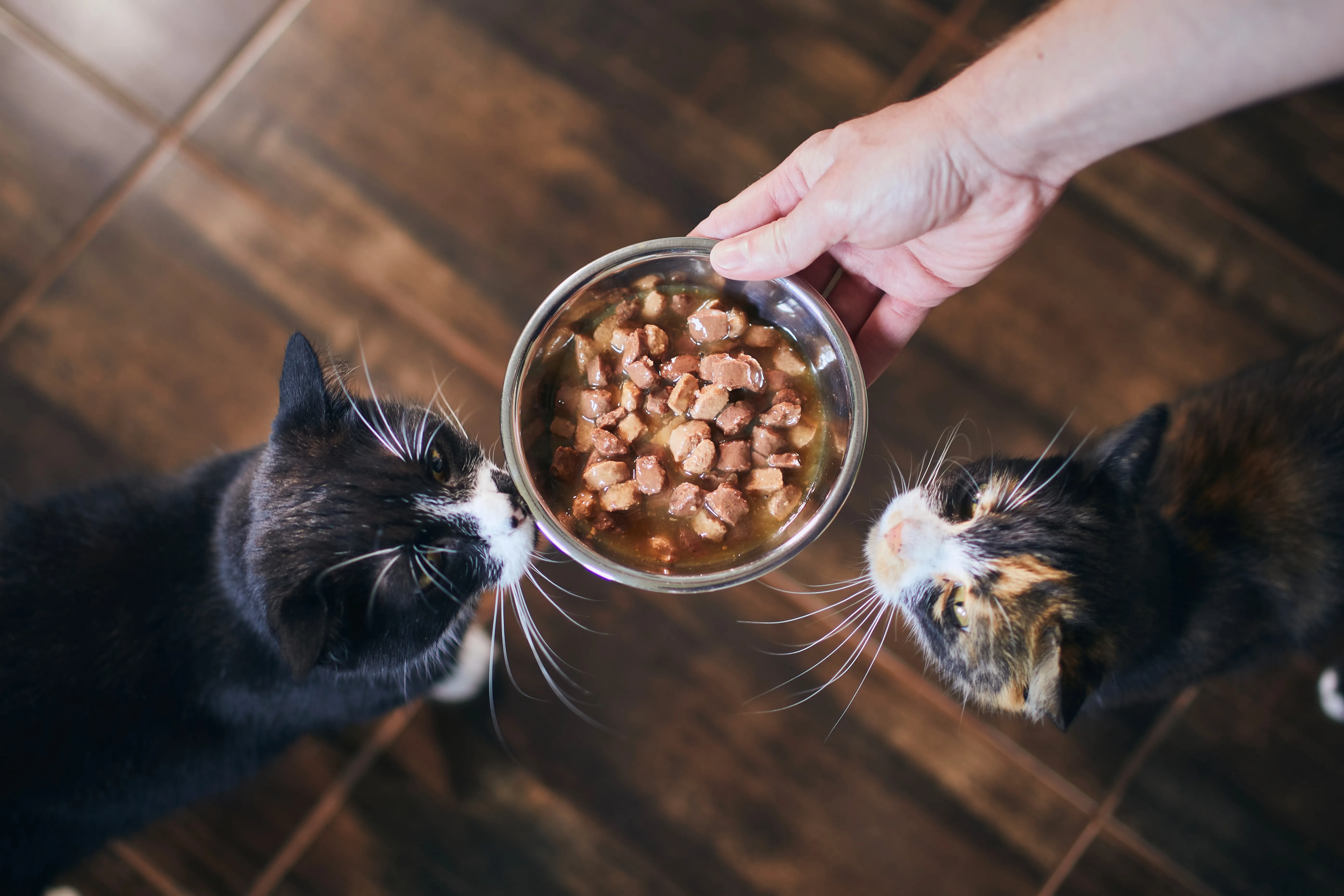 Cat sitter feeding cat