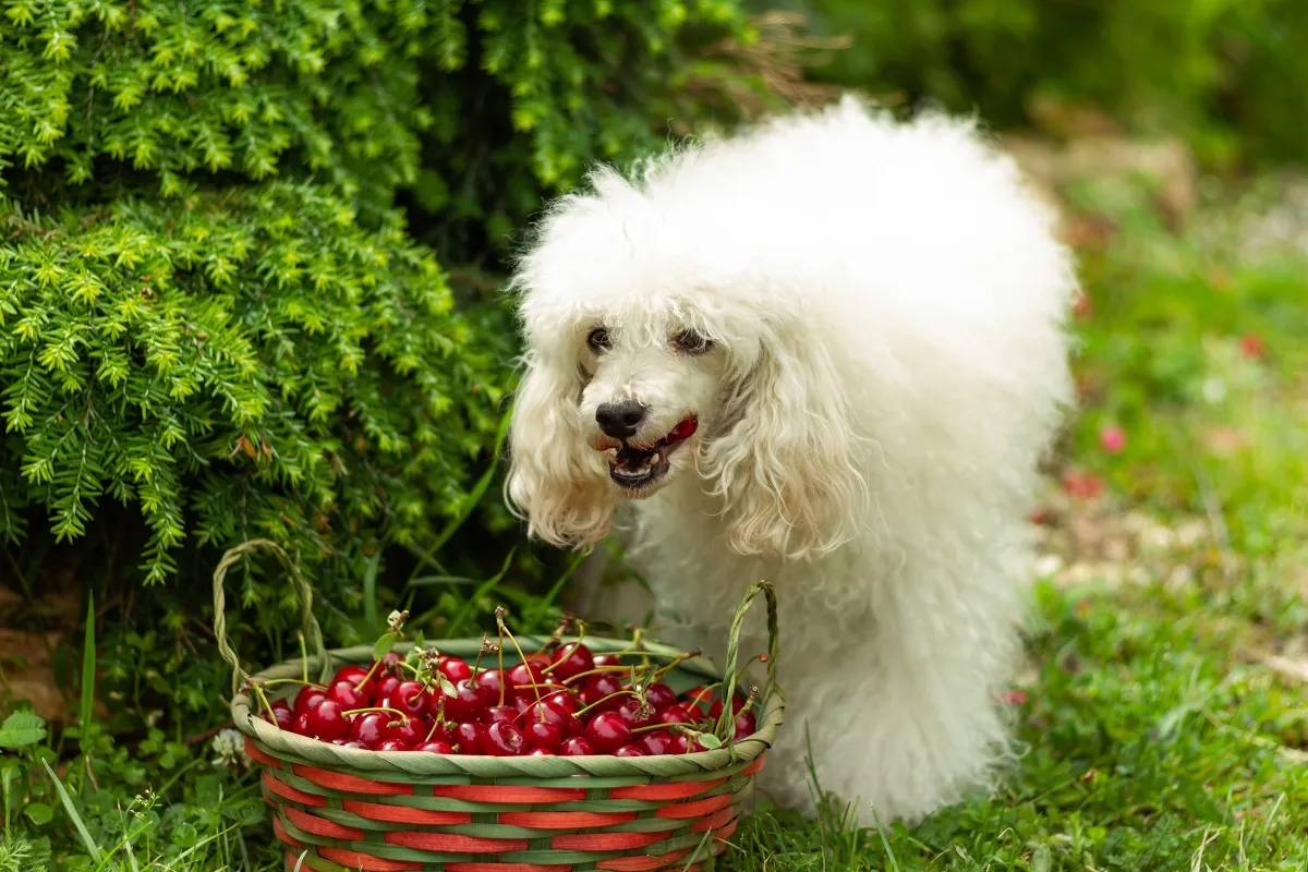 A lot of cherries can be unhealthy for dogs