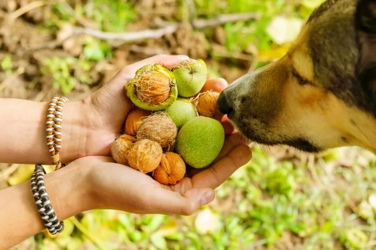 Things to consider before you give your dog nuts