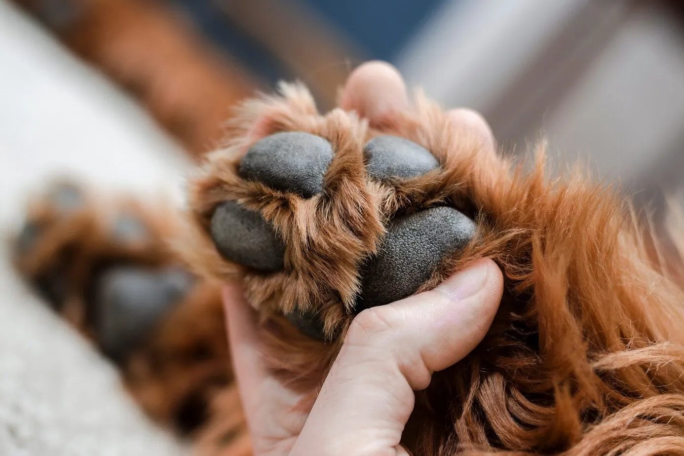 Structure of a dog's paw
