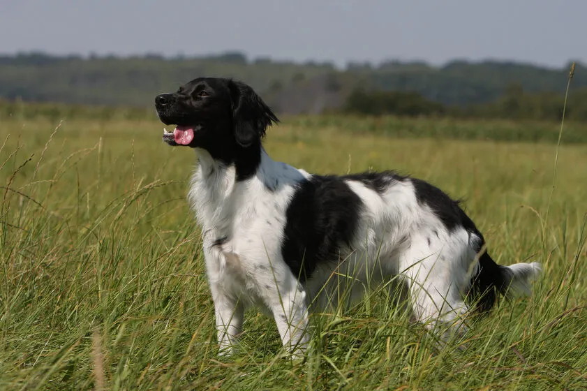 Brittany Spaniel originates from Brittany