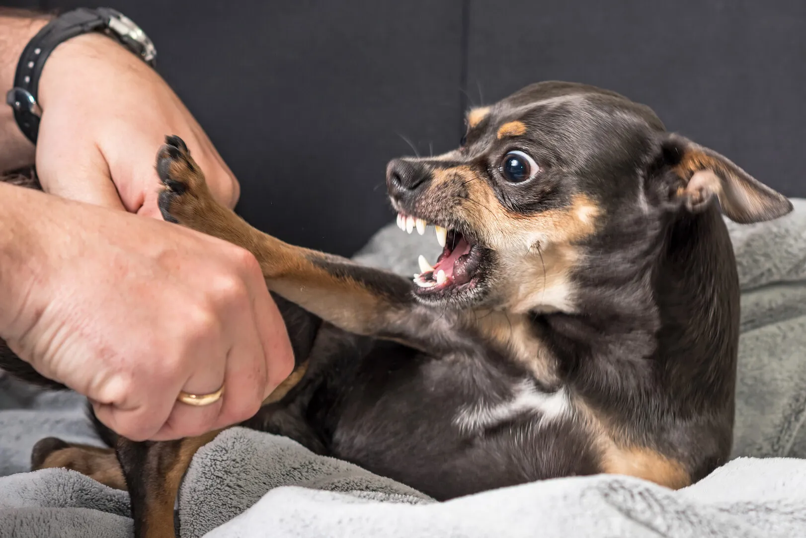 Dog Biting and Aggression