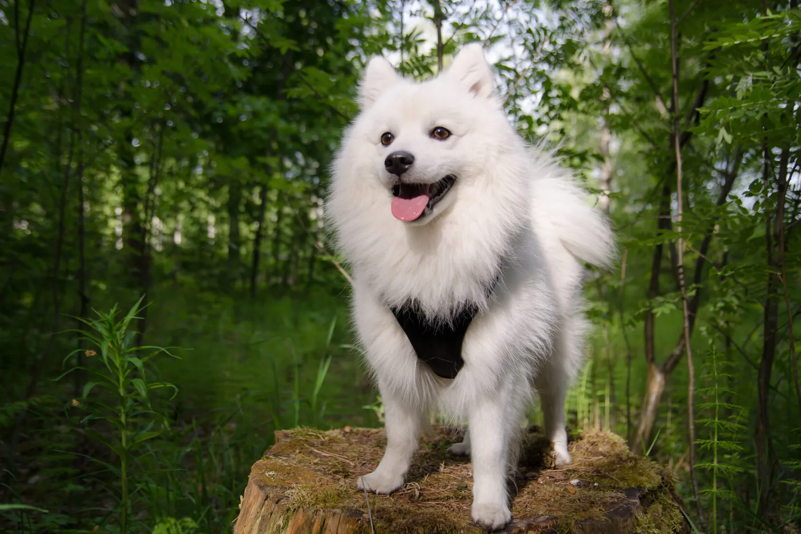 Japanese Spitz dog enjoying the outside