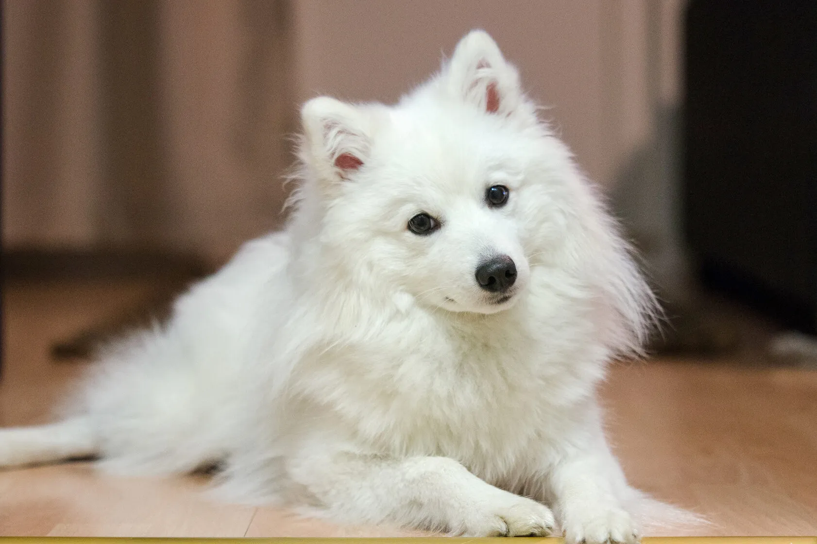 The Japanese Spitz is a family dog