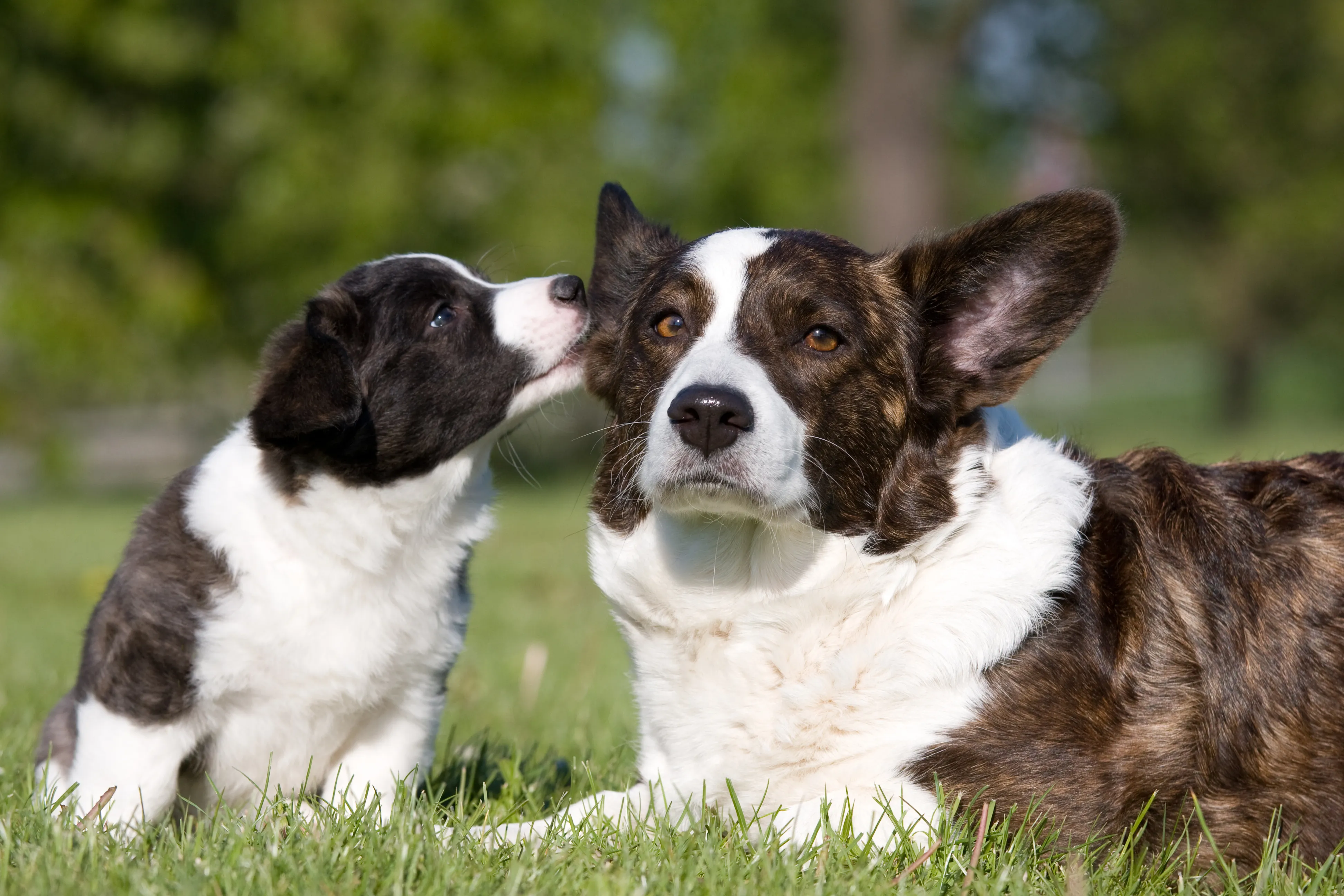 Welsh corgi cardigan has confidence