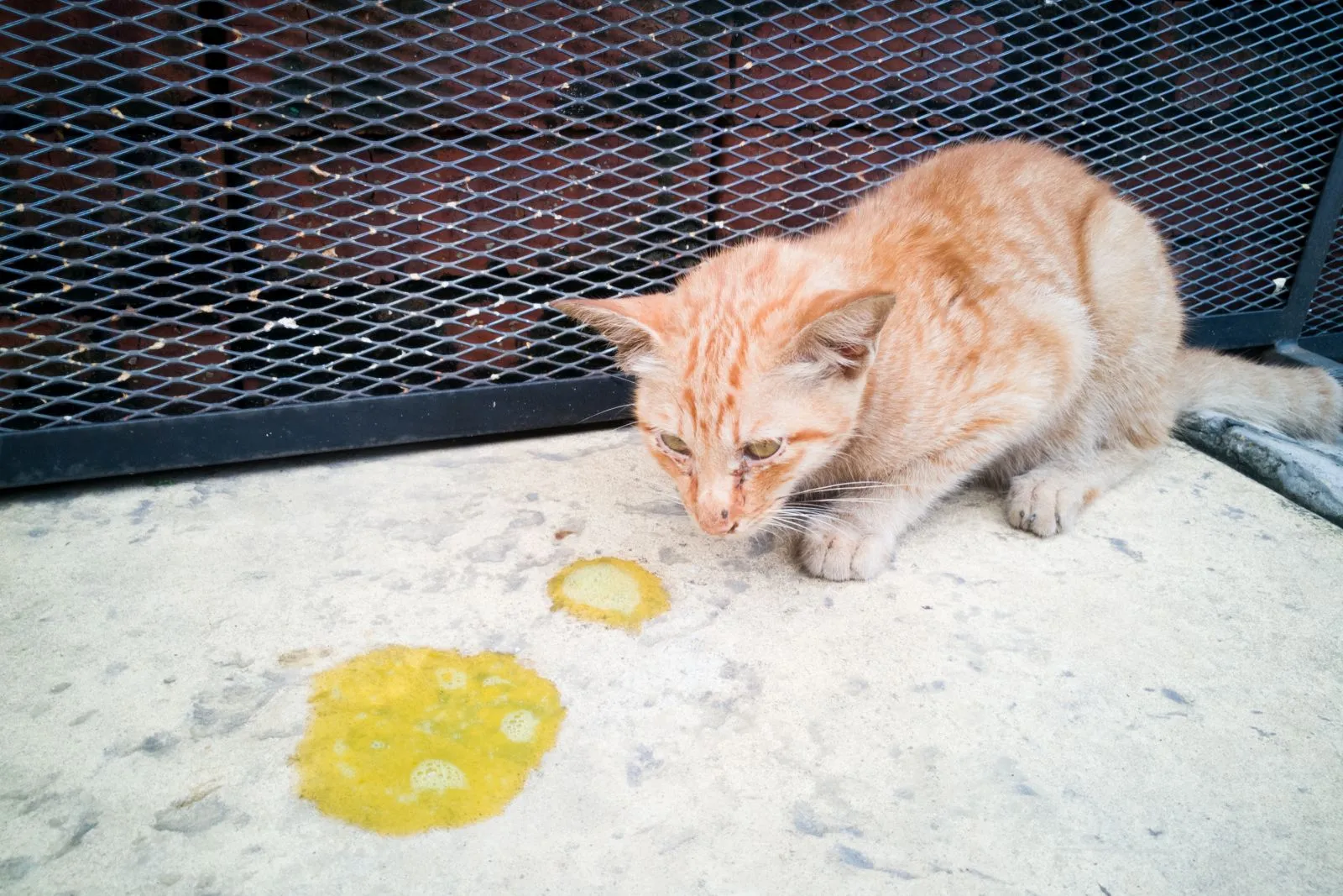 Yellow vomit from a cat