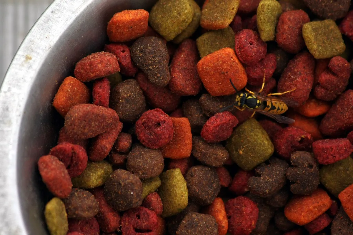 Dog food draws in wasps