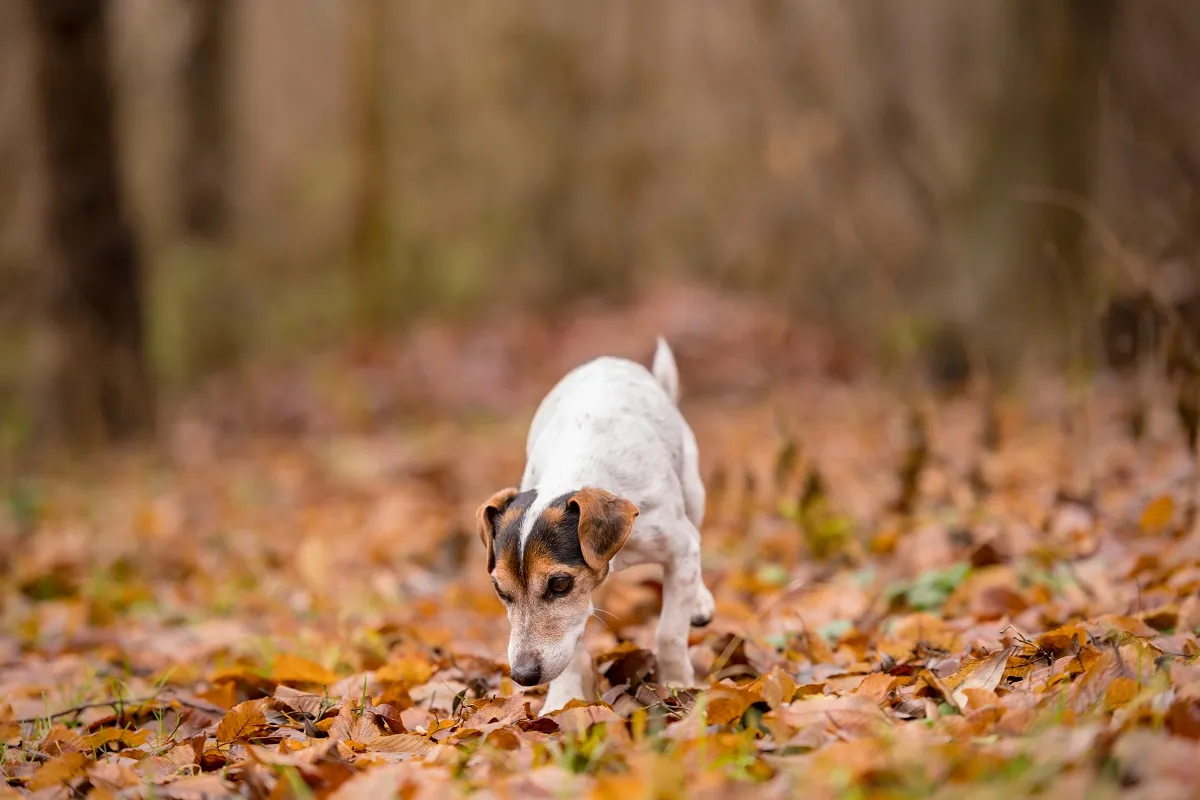 Jack Russell Terrier dog