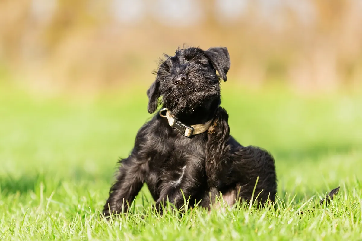Mites cause dogs to itch