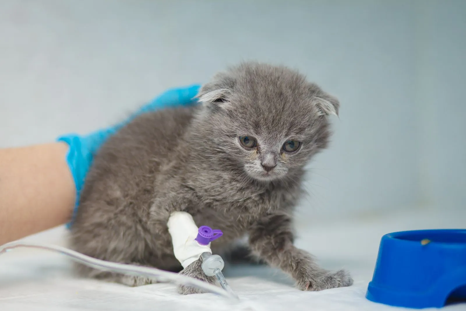 Kittens are more prone to vomiting