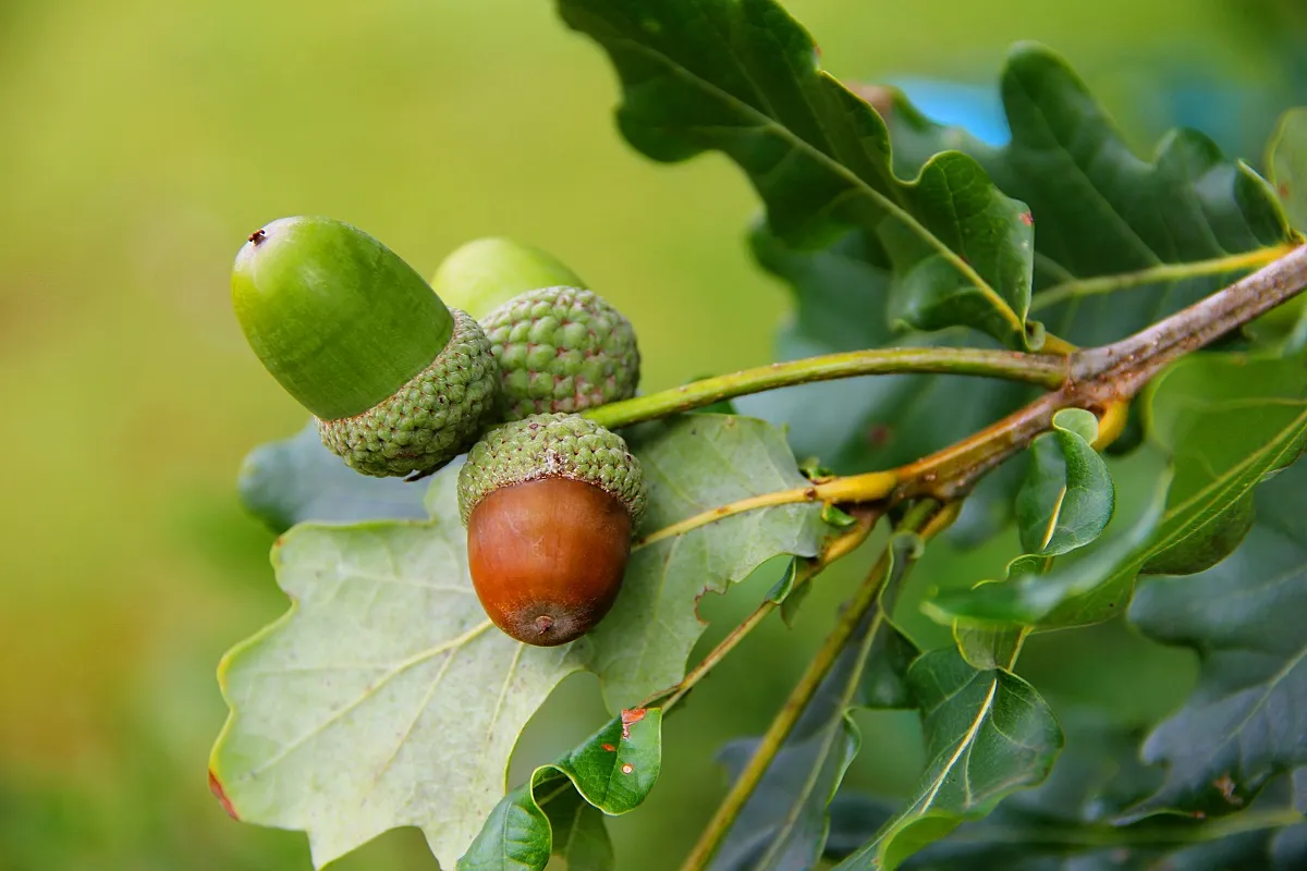 Green acorns can poison your dog