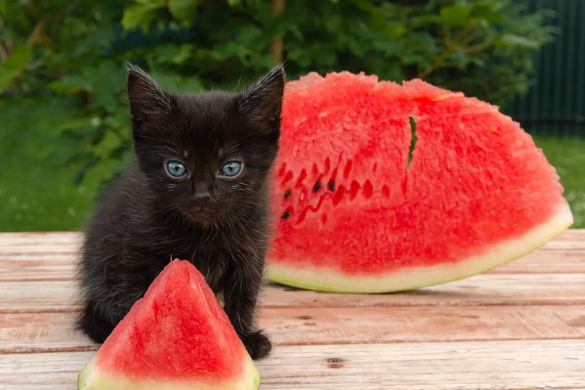 Watermelon for Cats