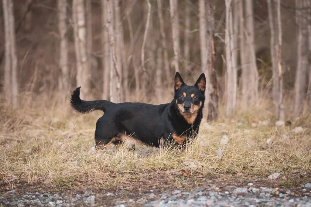 The Lancashire Heeler
