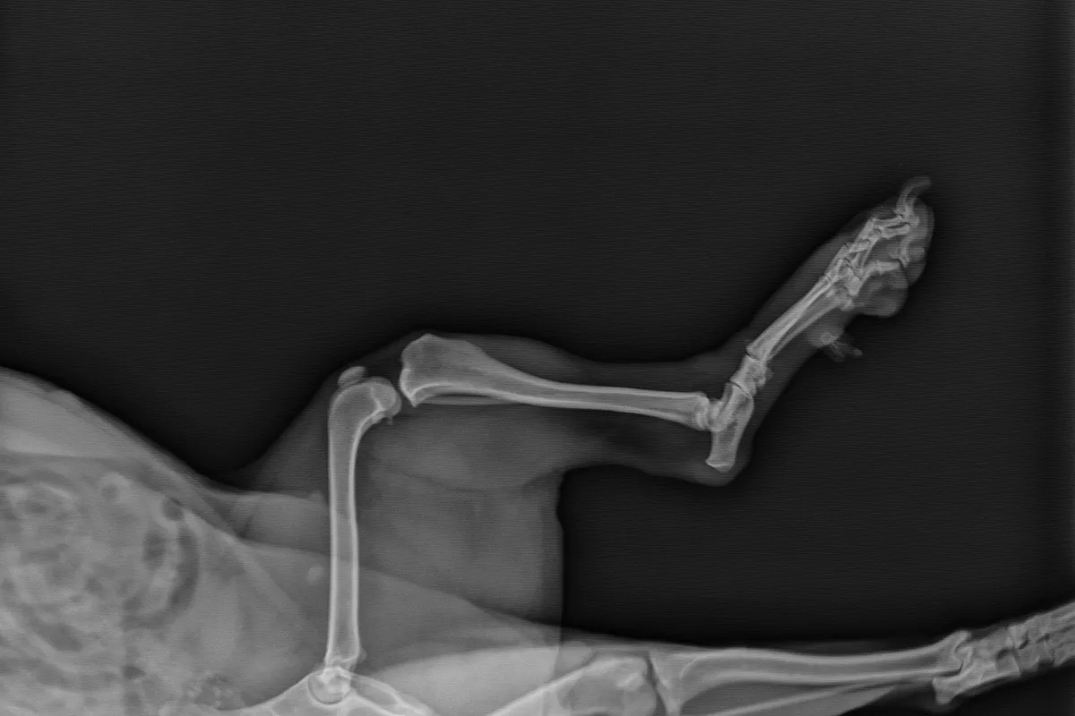 Dog's Knee X-ray