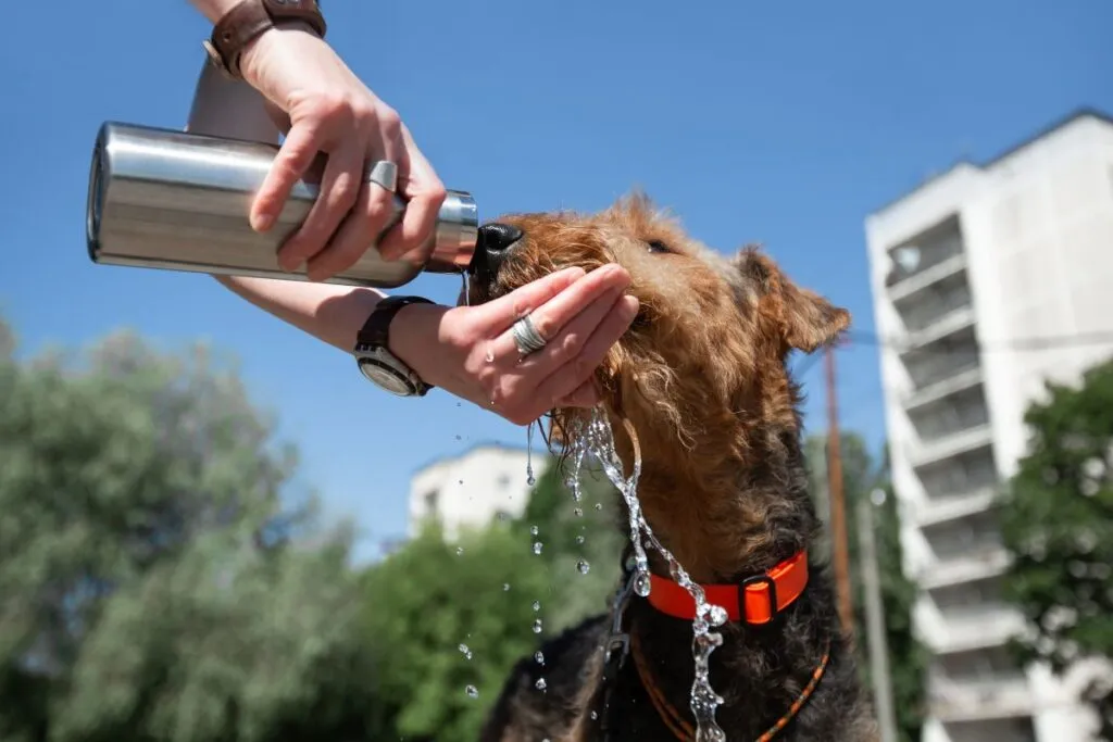 Dehydration can cause dry nose in dogs
