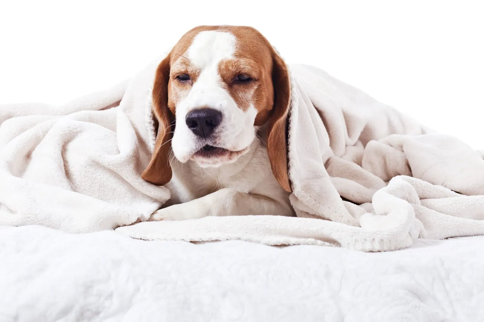 Dog with cough, fever, and weakness needing veterinary care